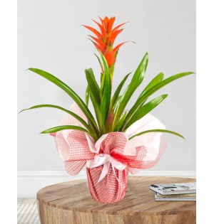 Kırmızı Guzmania Çiçeği