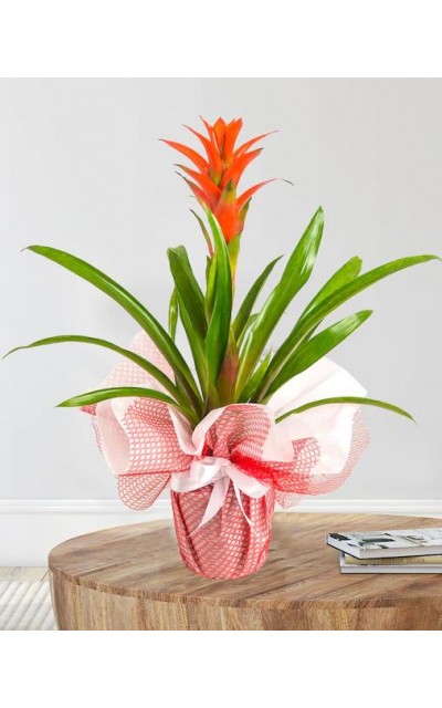 Kırmızı Guzmania Çiçeği