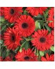 Kırmızı Gerbera Çelenk