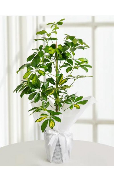 Schefflera (Şeflera) Bitkisi