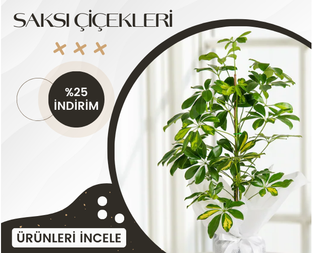 saksi-cicekleri
