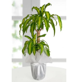 İkili Dracena Massengena