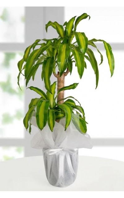 İkili Dracena Massengena