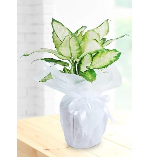 Saksıda Dieffenbachia Çiçeği