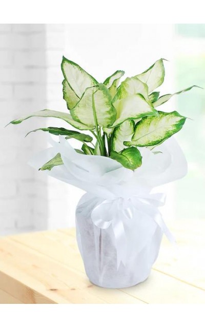Saksıda Dieffenbachia Çiçeği